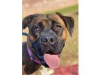 Adopt Faith a Brindle Boxer / Mixed dog in Chico, CA (37056496)
