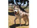 Adopt REY a Siberian Husky