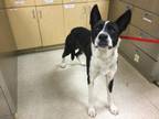 Adopt Dog a Border Collie, Mixed Breed