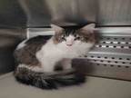 Adopt BON JOVI a Domestic Long Hair