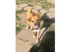 Adopt Pipsqueak a Jack Russell Terrier, Pug