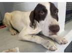 Adopt LARRY a German Shorthaired Pointer