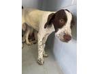 Adopt MOE a German Shorthaired Pointer