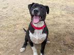 Adopt SQUID a Pit Bull Terrier