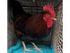 Adopt LITTLE JOHN a Chicken