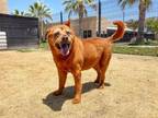 Adopt MARTY a Chow Chow, Mixed Breed