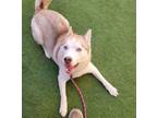 Adopt DRACO a Husky, Mixed Breed
