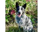Adopt LEROY a Australian Cattle Dog / Blue Heeler