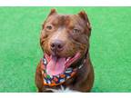 Adopt Hershey a Staffordshire Bull Terrier, Australian Shepherd