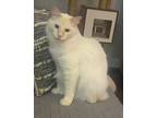 Adopt Andy bonded with Aaron a Siamese / Mixed (medium coat) cat in Valley Park