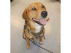 Adopt RICO a Labrador Retriever, German Shepherd Dog