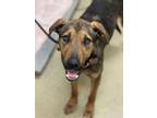 Adopt ENZO a German Shepherd Dog, Mixed Breed