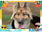Adopt YOGI a Collie