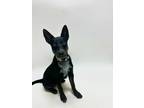 Adopt SOX a Australian Cattle Dog / Blue Heeler