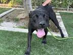 Adopt AJ a Staffordshire Bull Terrier