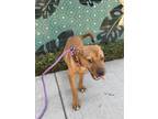 Adopt A2144566 a German Shepherd Dog, Mixed Breed
