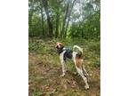 Adopt Ruger a Foxhound