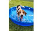 Adopt Farley a Foxhound, Mixed Breed