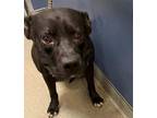 Adopt BEN a Pit Bull Terrier