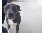 Adopt DEUCE a Pit Bull Terrier, Mixed Breed