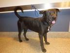 Adopt RICKY a Labrador Retriever, Mixed Breed