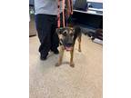 Adopt DOBS a German Shepherd Dog, Mixed Breed