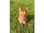 Adopt BENNY a Carolina Dog, Mixed Breed
