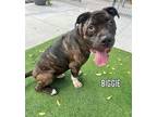 Adopt BIGGIE a Mastiff