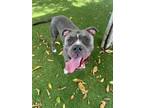 Adopt ROLAN a Pit Bull Terrier, Mixed Breed
