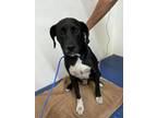 Adopt AMOS EVERETT a Labrador Retriever
