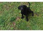Adopt RYDER a Labrador Retriever