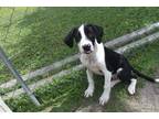 Adopt CHANCE a Labrador Retriever