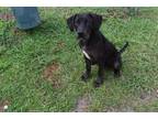 Adopt SHADOW a Labrador Retriever