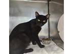 Adopt LUCIAN a Domestic Short Hair