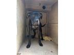 Adopt PEANUT BUTTER a Boxer