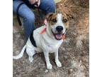 Adopt Archie a Terrier, Beagle