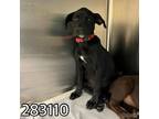 Adopt DANA a Labrador Retriever, Mixed Breed