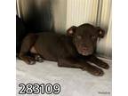 Adopt MURPHY a Labrador Retriever, Mixed Breed