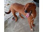 Adopt Lyle a Mixed Breed, Labrador Retriever
