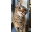 Adopt Juju a Domestic Short Hair, Tabby