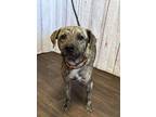 Adopt Robbie a Mountain Cur