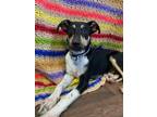 Adopt Peter a Jack Russell Terrier, Terrier