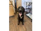 Adopt Marty a Greyhound, Shepherd