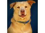 Adopt Ernie a Labrador Retriever