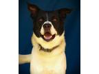 Adopt Bert a Labrador Retriever, Mixed Breed