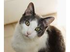 Adopt Morty a Domestic Short Hair
