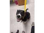 Adopt Jack 123698 a Labrador Retriever, Mixed Breed