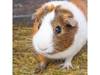 Adopt PUMPKIN a Guinea Pig