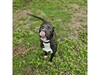 Adopt Kilo Kai a Pit Bull Terrier, Mixed Breed