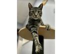 Adopt Joey a Domestic Short Hair, Tabby